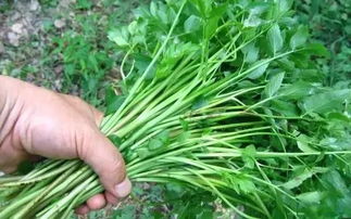 注意！这些人不适合吃水芹菜