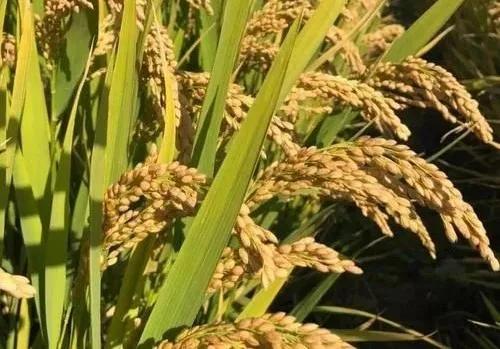 磷酸二氢钾农药， 杀菌剂来帮忙