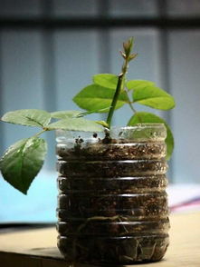 斜剪底部， 涂抹生根粉，生根不是梦