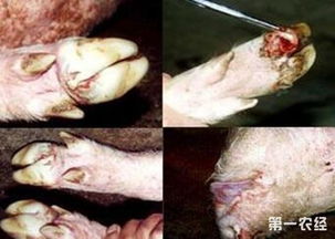 猪口蹄疫消毒，首选过氧乙酸