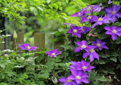 铁线莲：美丽又耐寒