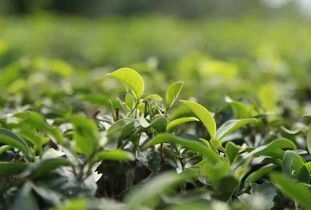 山西大同的种植基地