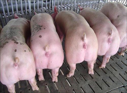 春季猪场四大高发病有哪些症状一眼就Neng识别？