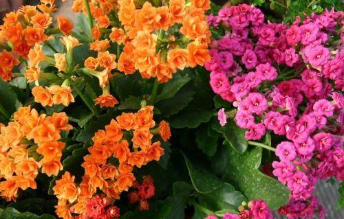 长寿花：花开似球，旺旺旺！