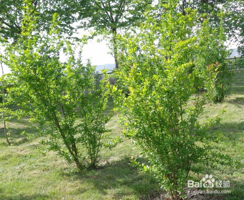 小区绿化树种大揭秘：它们是怎么选的？