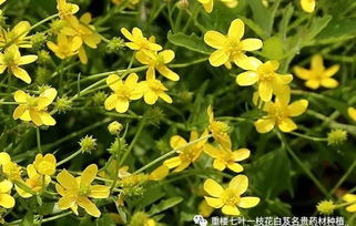 春季的种植黄金期