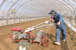 大棚土壤消毒的重要性