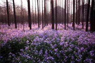 南京玄武湖的改过案例