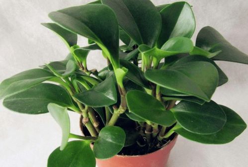 豆瓣绿黄叶了怎么办？