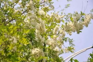 5月槐花盛宴，高清赏花必备！
