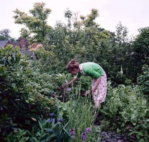 北方沙漠种花难不难？