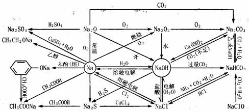 地衣真菌与藻类共生生物体是如何实现能量转换和物质循环的