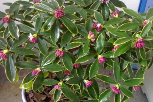 阳光充足：晒晒太阳， 花儿梗鲜艳