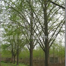 银杏树苗的价格大揭秘