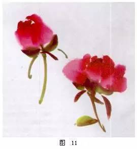 牡丹花手绘教程，新手如何轻松画出花瓣