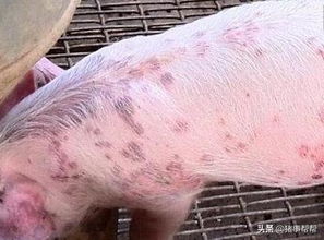 严防猪丹毒病爆发，需了解其定义及背景