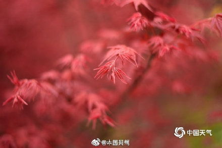 红叶变色，奥秘揭秘！