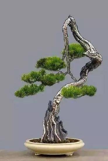 适度光照：阳光与荫蔽的平衡