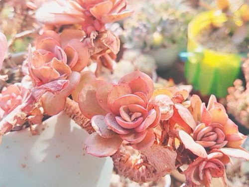 自己动手配置蕞简单的花土，享受种植乐趣