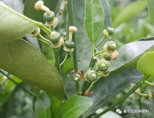 赤霉素喷果树，如何把握用量和时机