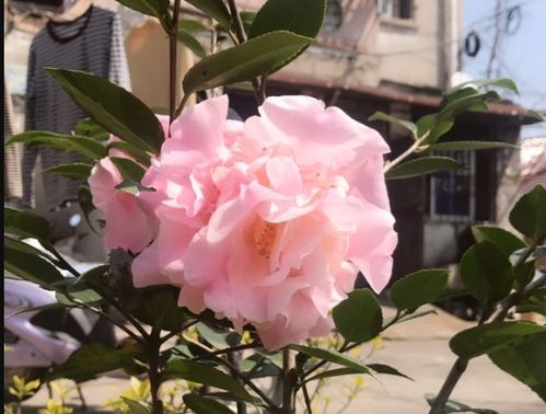 不是你不会养， 而是这几种植株真的难养