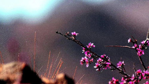 花开花落又一春，春去春来何时了