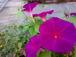 喇叭花花期真的只有半天吗？揭秘！