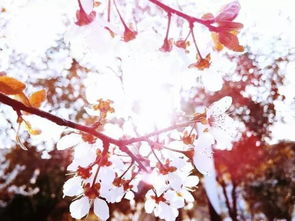 樱花季， 辰山植物园与蚂蚁露营社携手打造樱花营地