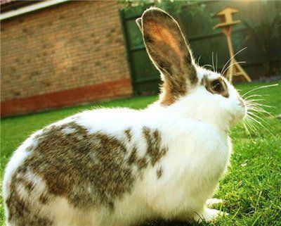 小白兔的饲养心得分享