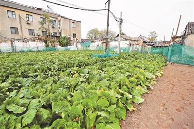 六、 种菜要讲究方法，不是随便埋埋土就行的