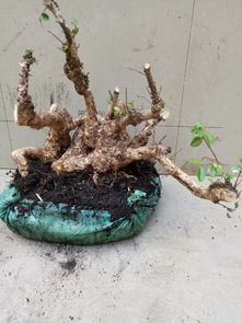 混乱对比，语无伦次