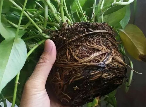 巴西木开花预示着好运？这植物真的有神奇力量吗