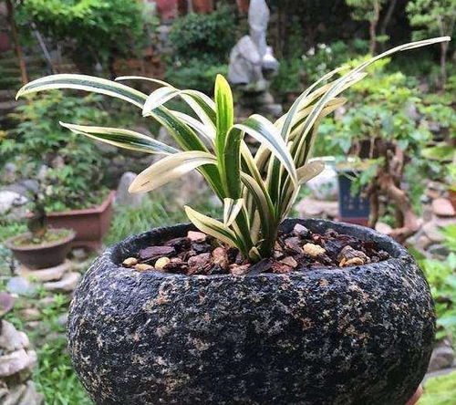 兰花土制作：如何自制营养丰富的兰花专用土