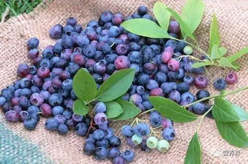 揭秘蓝莓种植：是否需清洗？优化搜索排名的秘诀！