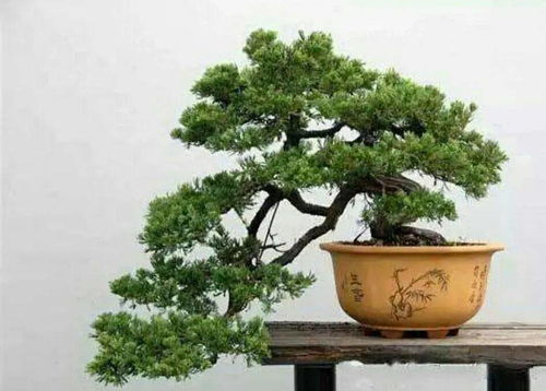 “松树盆景？这独特的造型背后有何讲究