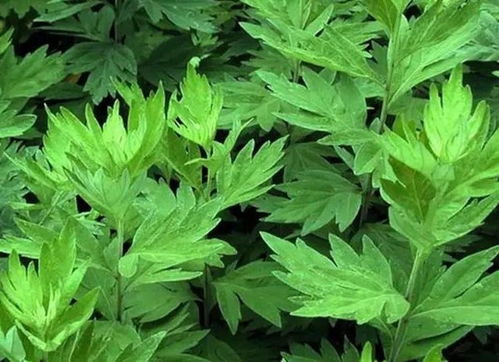 鰴艾壹号：消毒杀菌，净化室内空气