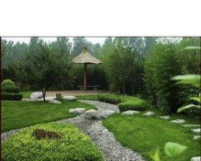 庭院绿化， 选树苗有讲究