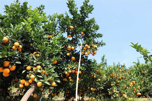 农药登记，kan这里