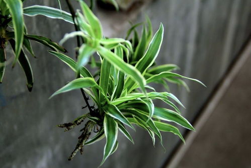 口红吊兰：红得像口红， 美得像艺术品