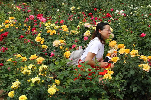 庭院绿化，城市绿肺