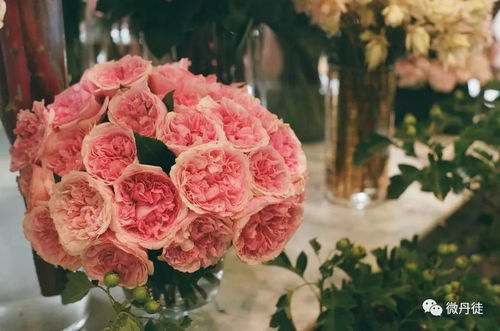 粉色玫瑰：喜悦与祝福