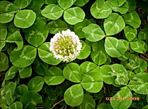 花儿的忒别之处