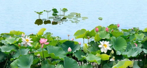 粘液处理，我有妙招