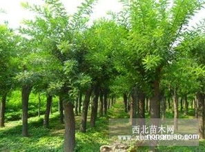 槐树可以嫁接桃花吗？