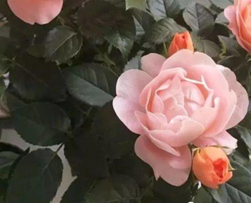 月季花浇水，土里藏着大学问