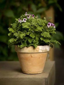 驱蚊草：柠檬香驱蚊， 清新宜人