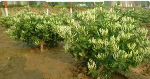 冬季种植， 这些植物专治各种不服