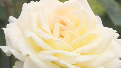 探秘四樱月季：花开花落， 唯美瞬间