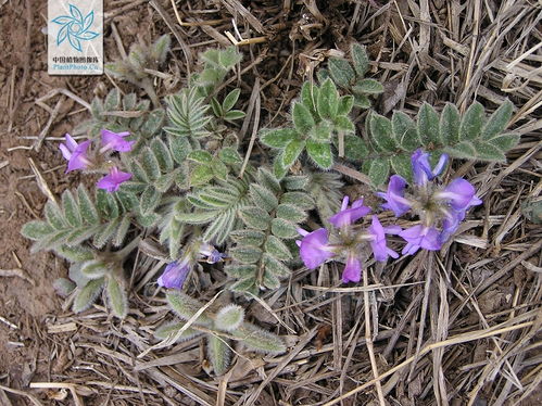 对生态环境的影响