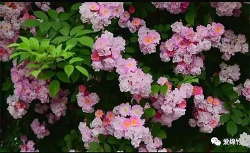 蔷薇花：校园里的美丽风景